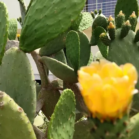 Casa Vacanze Vignalacorte * 루파노